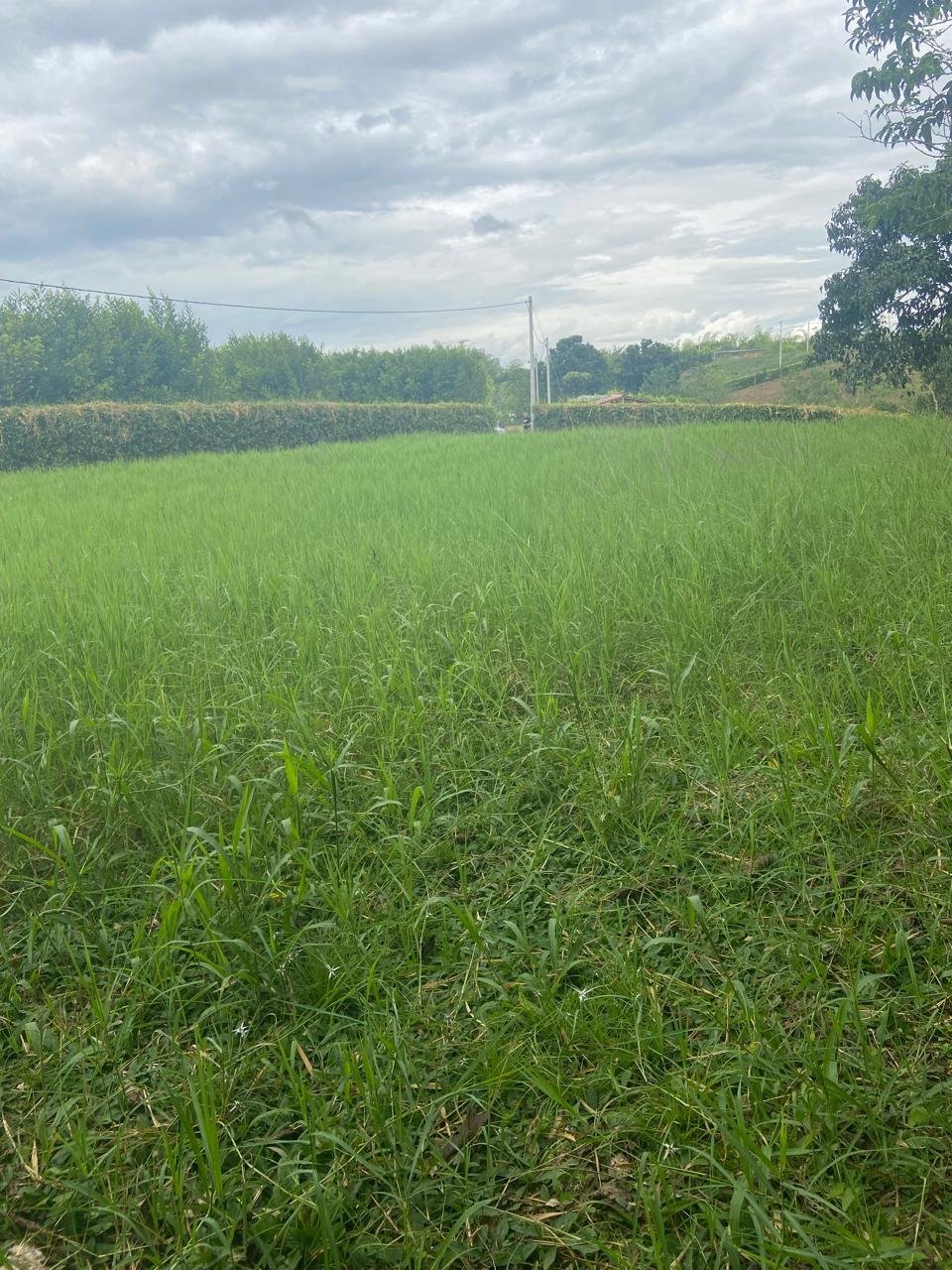 Lote Campestre en Parcelación Terra Bella Alcalá, Valle.